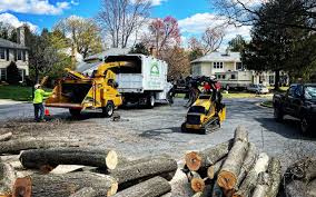 Why Choose Our Tree Removal Services in West Haven, UT?