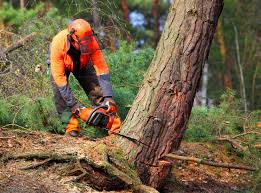 Professional  Tree Services in West Haven, UT